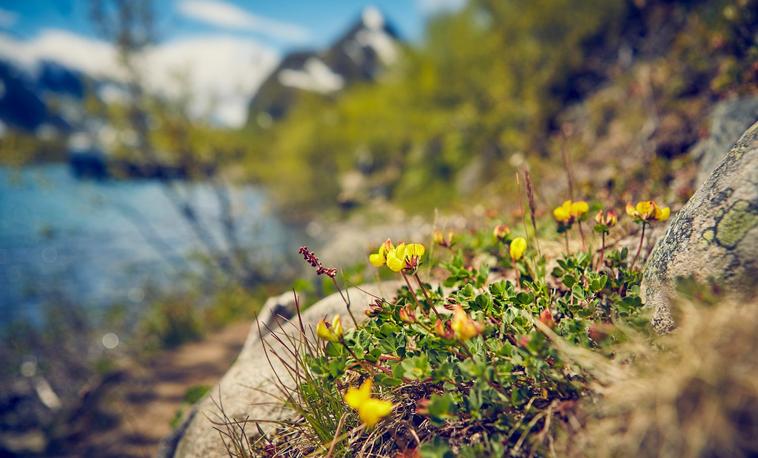 Flowers growing by the Gjende lake